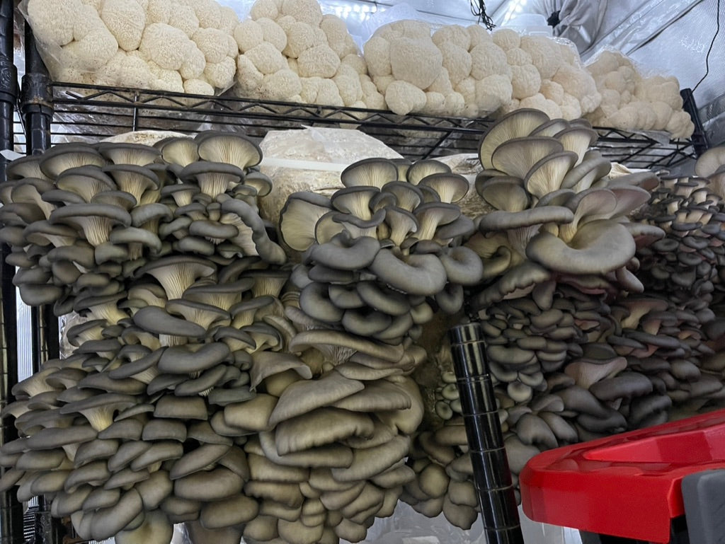 Starter Trio — Lion’s Mane, Blue Oyster (CA), Shiitake 3782 (3 × 10 mL)