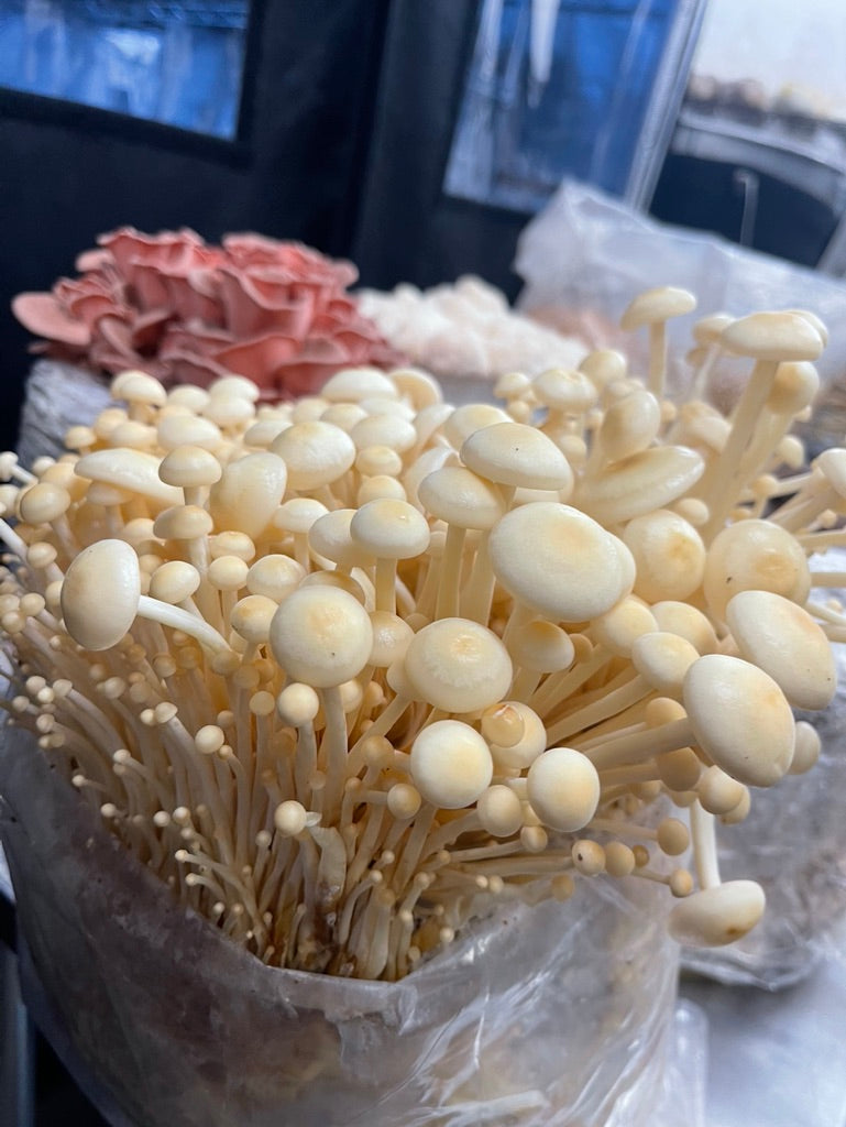 Golden Enoki Mycelium Grain Spawn