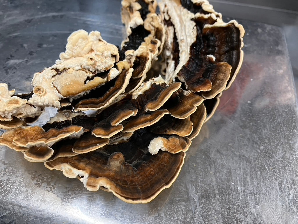 Turkey Tail — Mycelium Liquid Culture (10 mL)