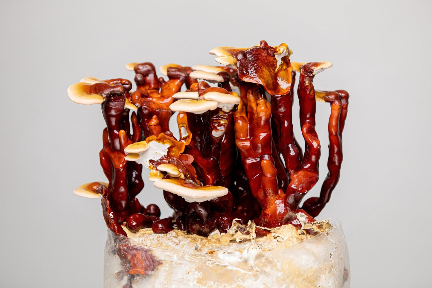 Artisanal Reishi Mushrooms in Bulk (Dehydrated Ganoderma Sessile & Ganoderma Lucidum)