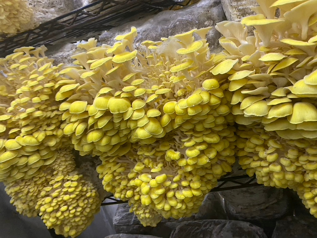 Golden Oyster (Japan) Mycelium Liquid Culture