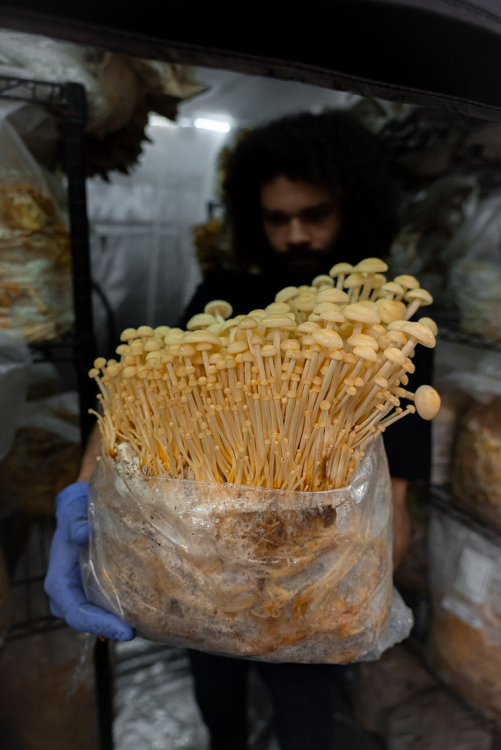 Golden Enoki Mycelium Grain Spawn