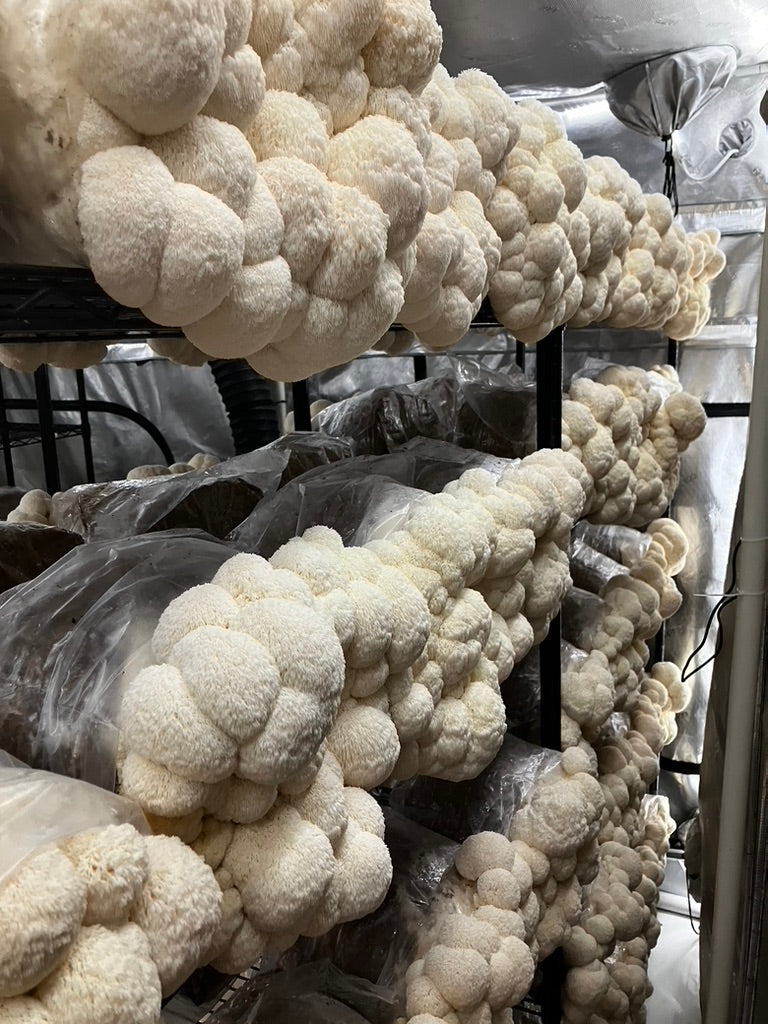Lion’s Mane Mycelium Grain Spawn