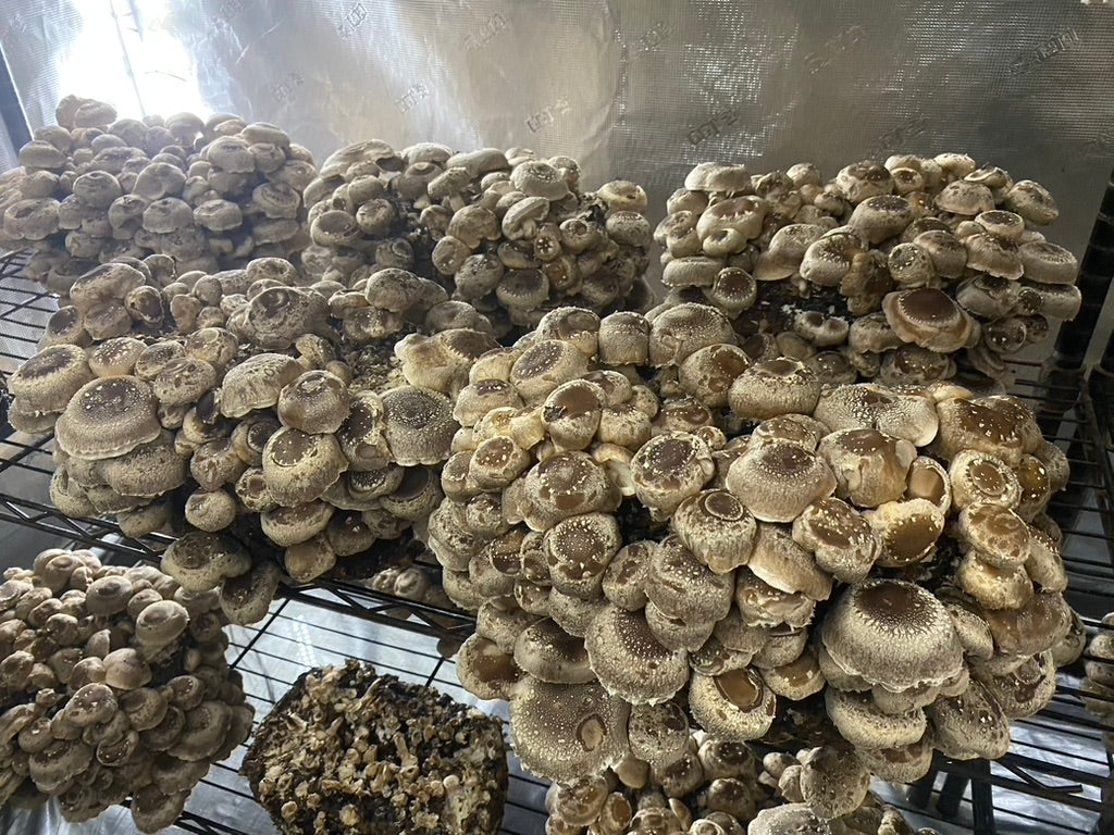 Lentinula Edodes-Shiitake 3790 (Master Culture Slant) – Mycology Research Grade