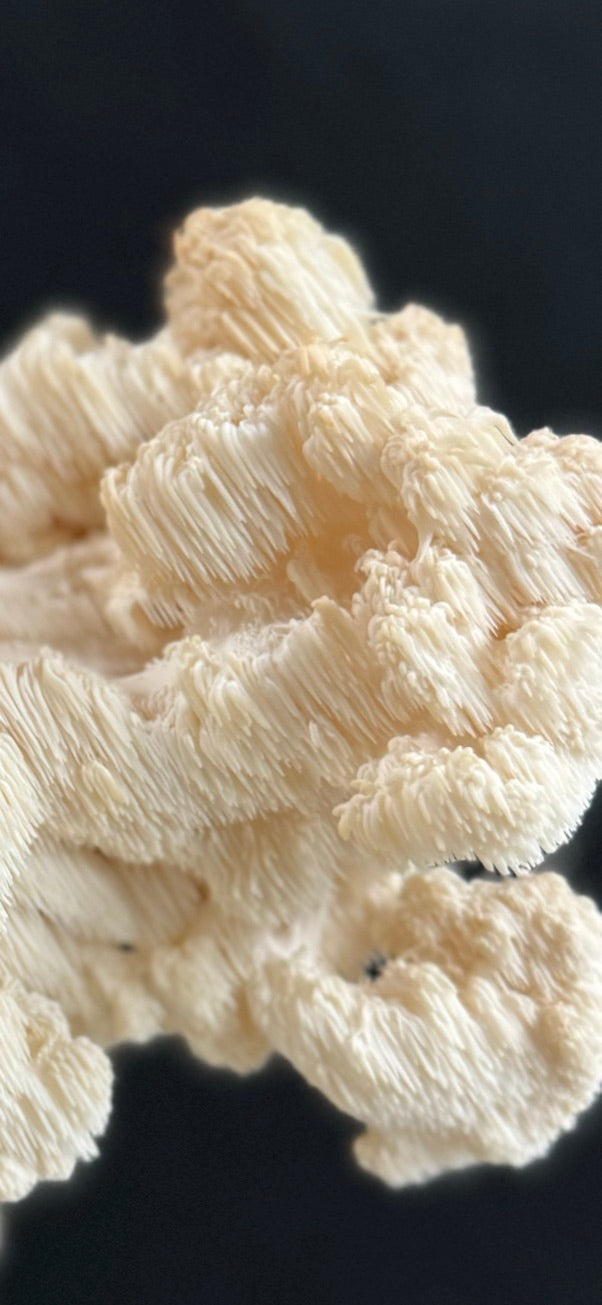 Comb Tooth (Hericium coralloides) — Mycelium Liquid Culture (10 mL)