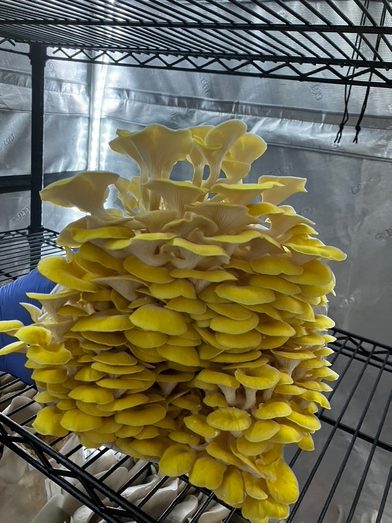 Golden Oyster (Japan) Mycelium Liquid Culture