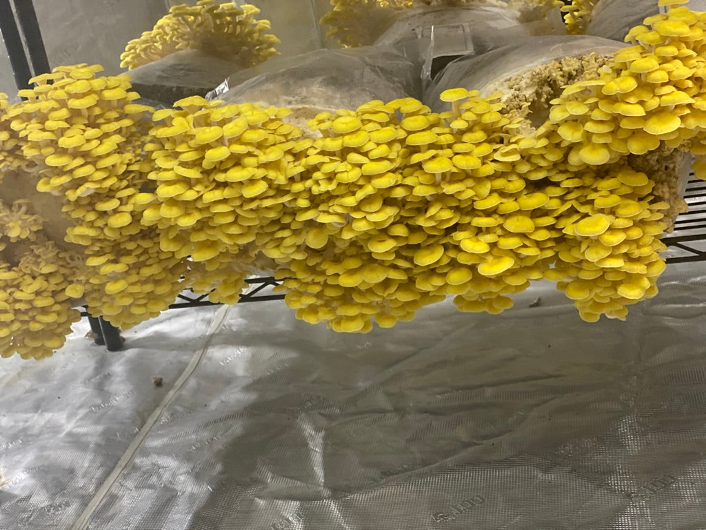 Golden Oyster (Japan) Mycelium Liquid Culture