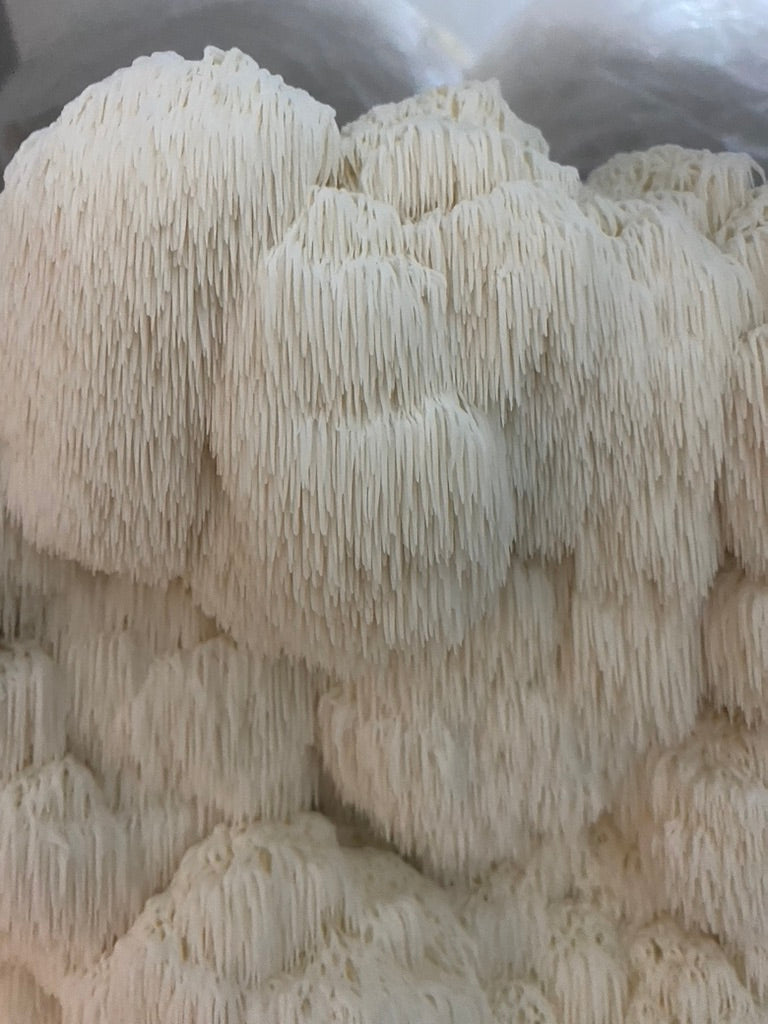 Lion’s Mane 2 (Master Culture Slant) – Mycology Research Grade