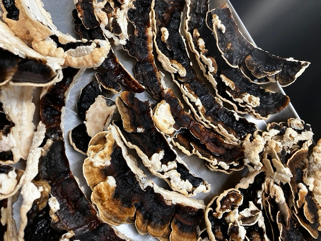 Turkey Tail — Mycelium Liquid Culture (10 mL)