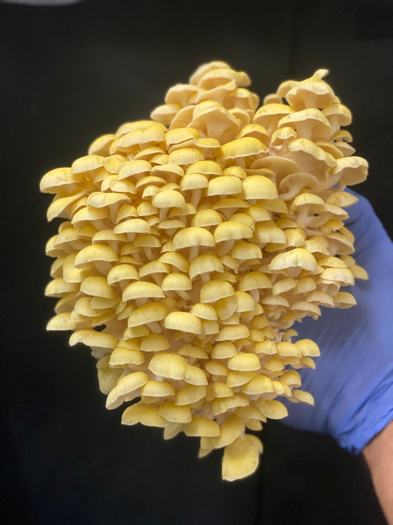 Golden Oyster (Japan) Mycelium Liquid Culture