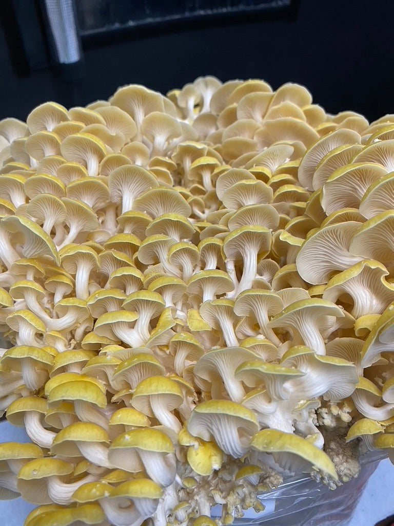 Golden Oyster (Japan) Mycelium Liquid Culture