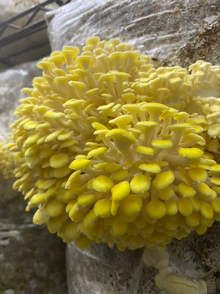 Golden Oyster (Japan) Mycelium Liquid Culture