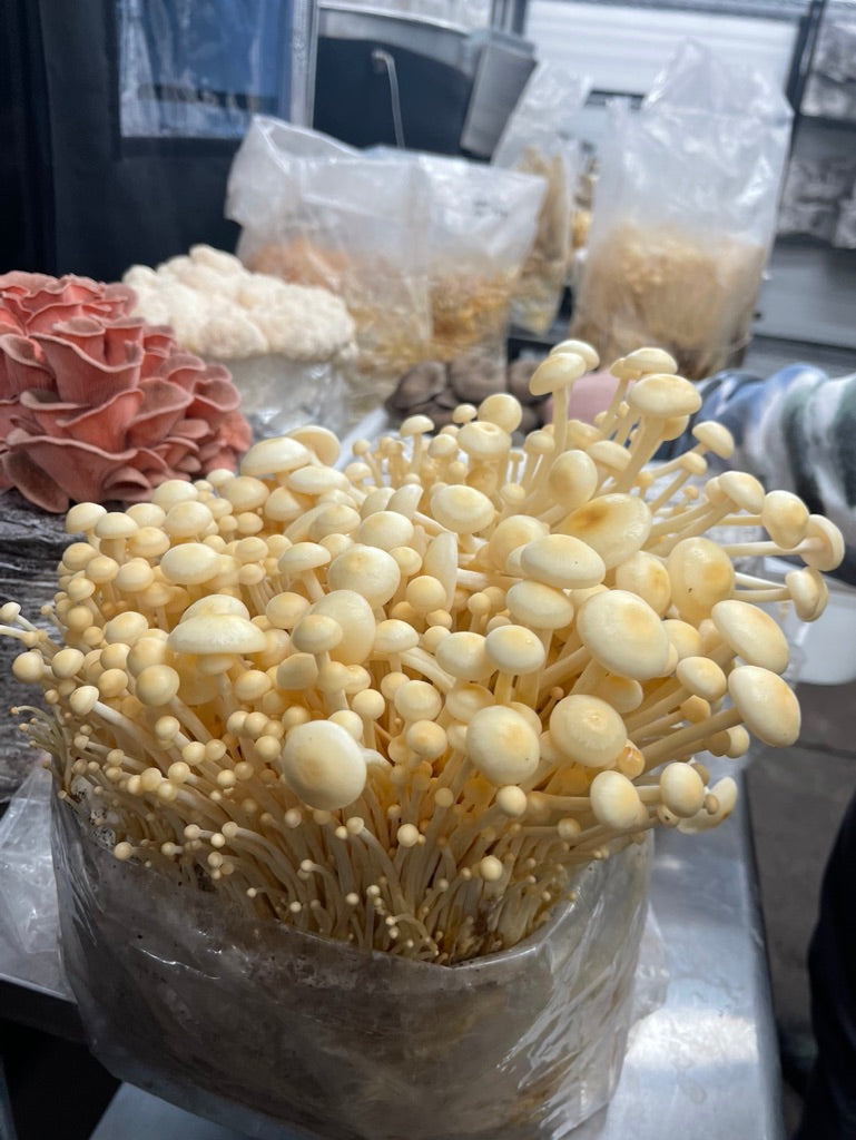 Golden Enoki Mycelium Grain Spawn