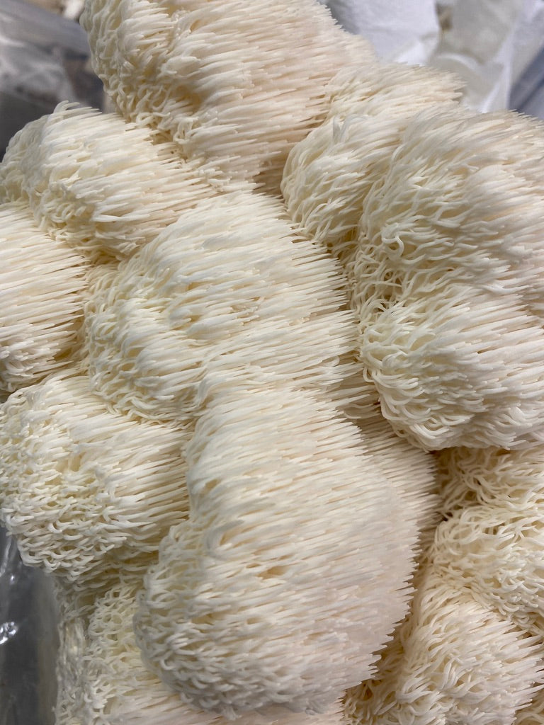 Lion’s Mane Mycelium Grain Spawn