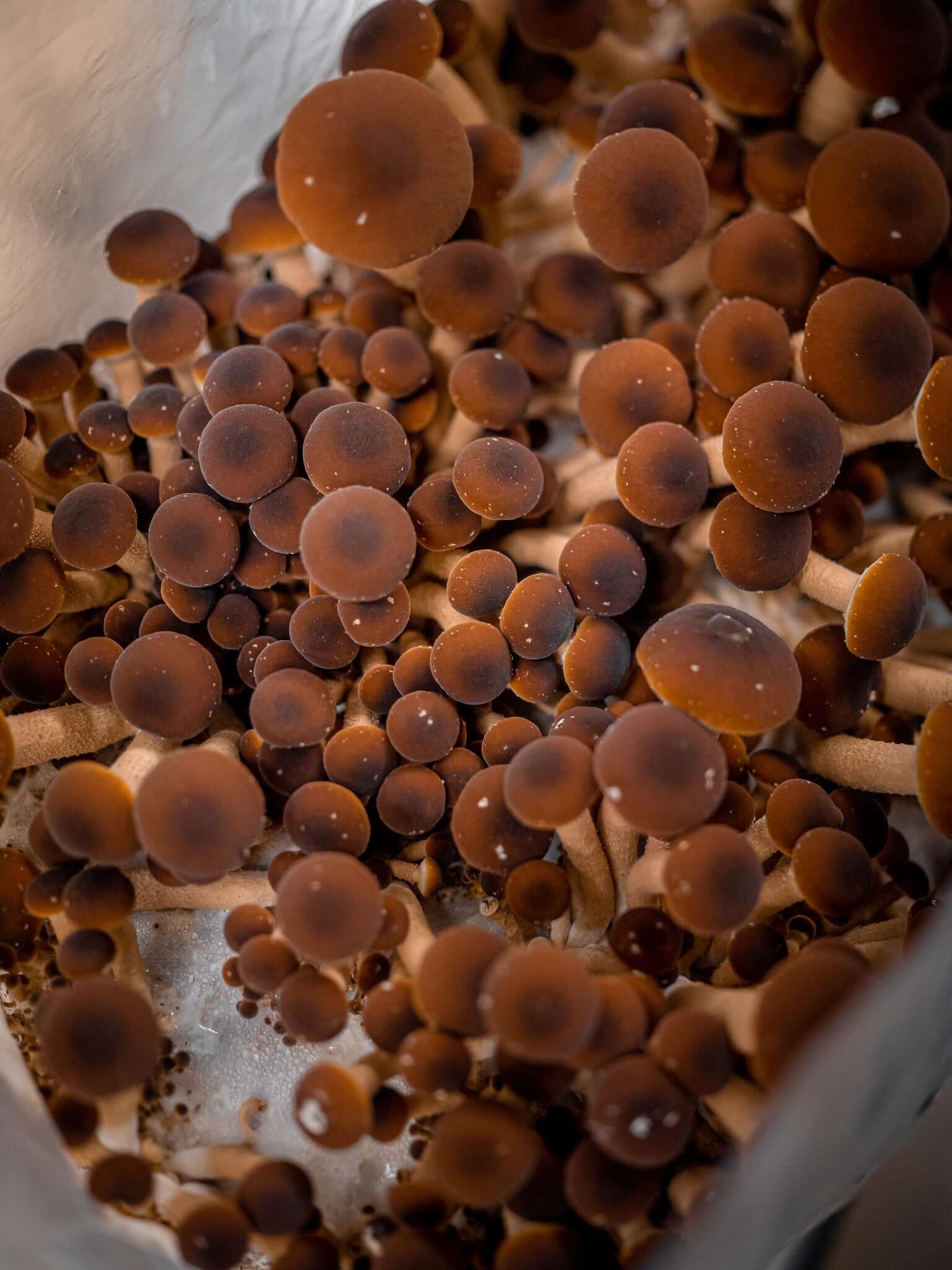 Mushroom Grow Kits – Southwest Mushrooms