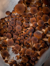 Load image into Gallery viewer, Mushroom Grow Kits
