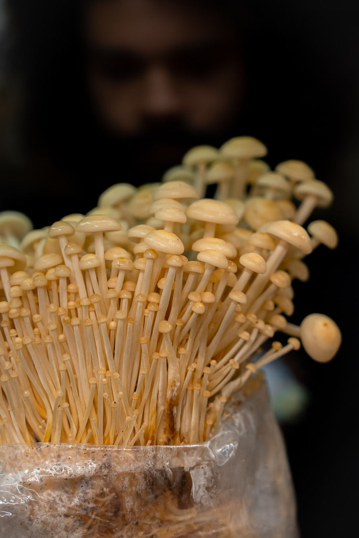 Golden Enoki Mycelium Grain Spawn