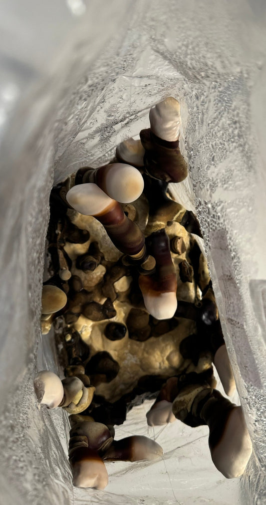 Reishi (Ganoderma Sinense) Mycelium Liquid Culture