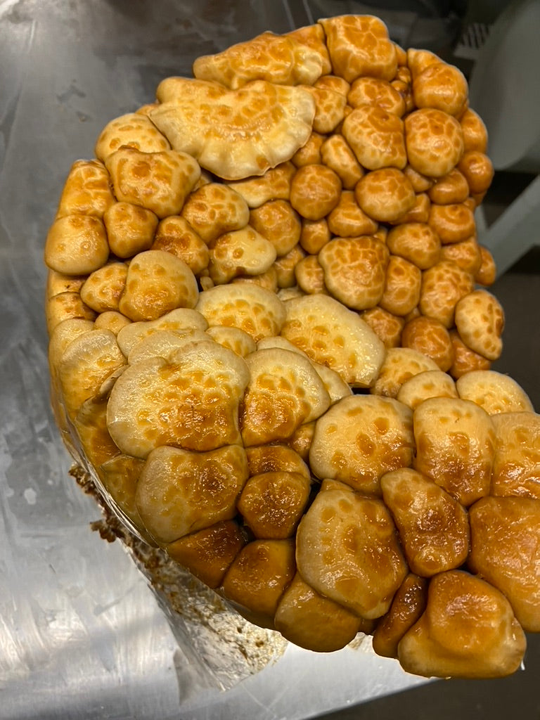 Nameko/Pholiota Nameko (Master Culture Slant) – Mycology Research Grade