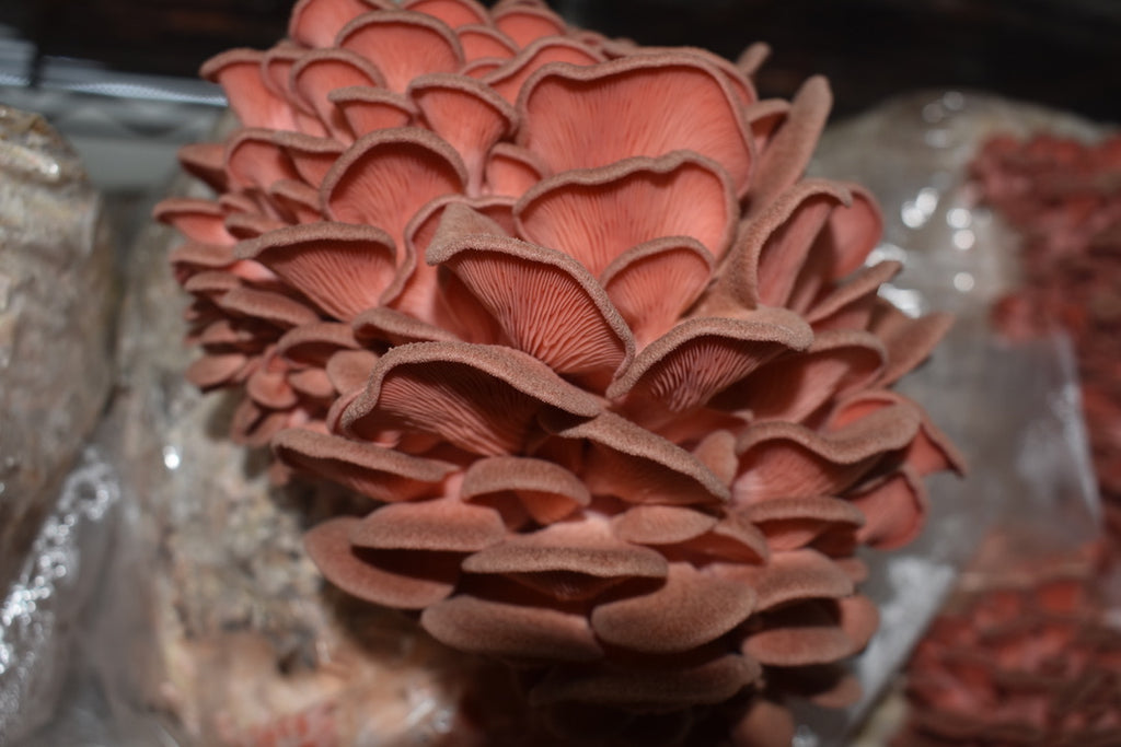 Pink Oyster JPN (Asia) (Master Culture Slant) – Mycology Research Grade