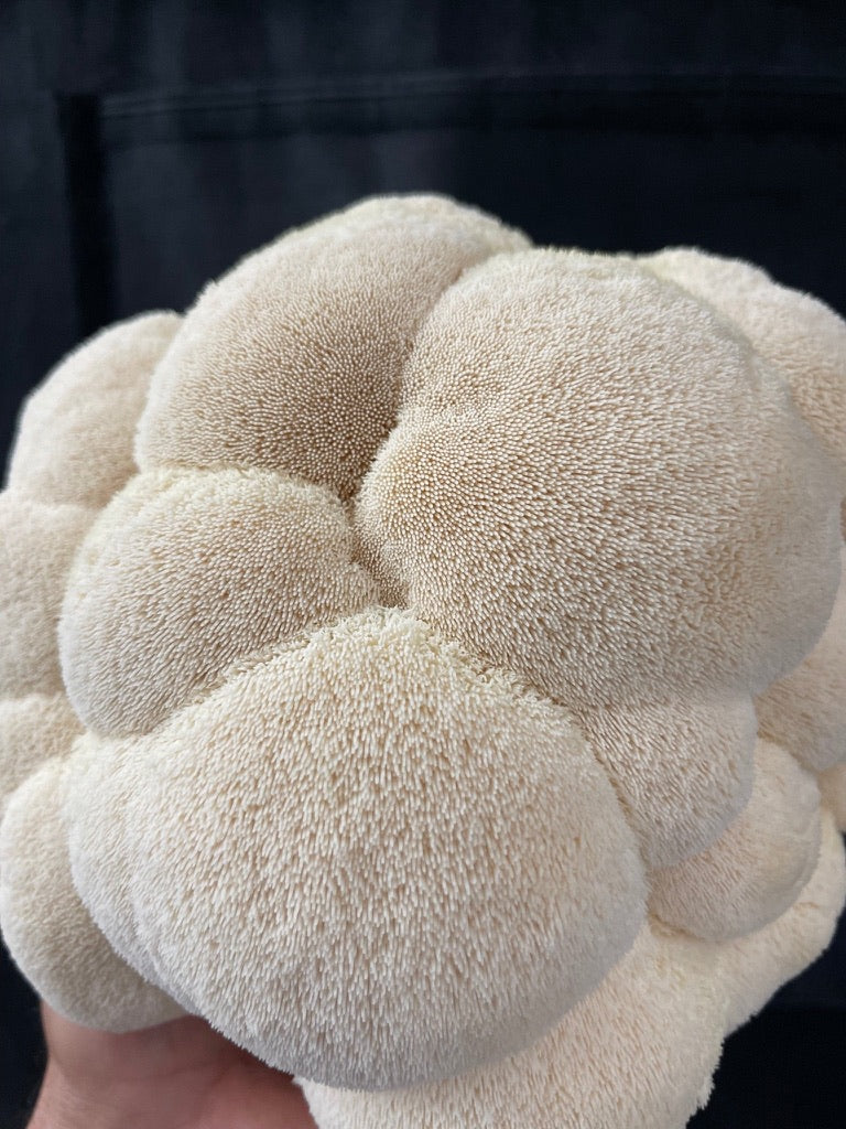 Lion’s Mane Mycelium Grain Spawn