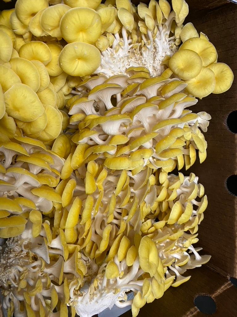 Golden Oyster (Japan) Mycelium Liquid Culture