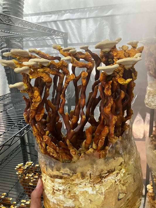 Reishi (Ganoderma Multipileum) Mycelium Liquid Culture