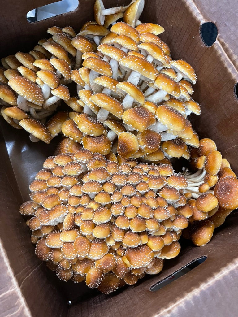 Chestnut mushrooms (Pholiota adiposa) — harvest in box