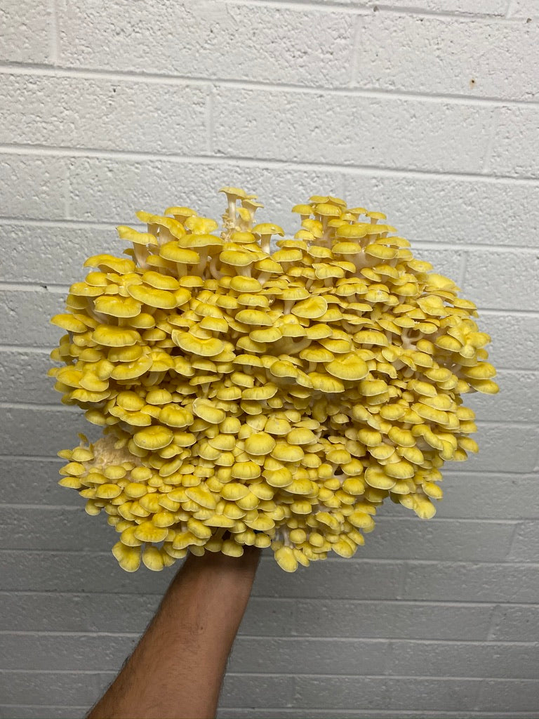 Golden Oyster (Japan) Mycelium Liquid Culture