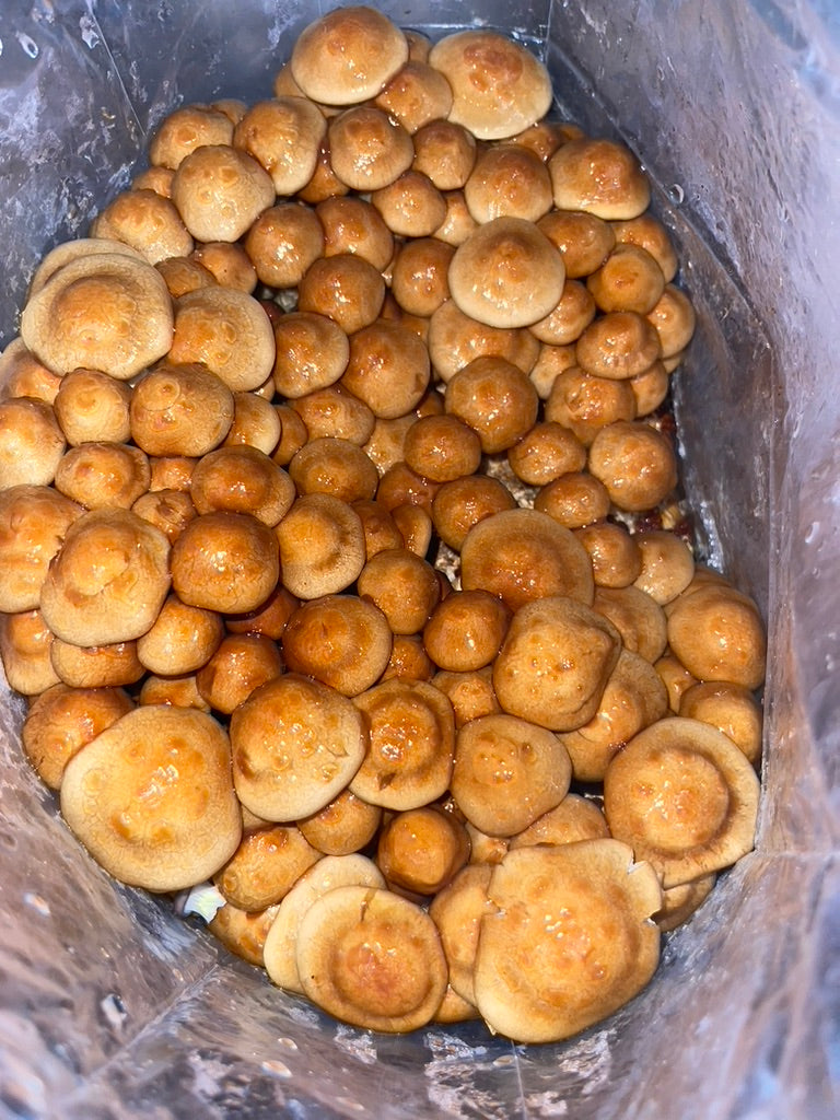 Nameko/Pholiota Nameko (Master Culture Slant) – Mycology Research Grade
