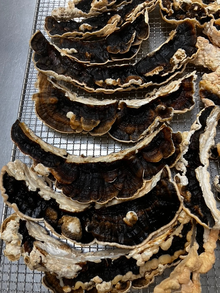 Turkey Tail — Mycelium Liquid Culture (10 mL)