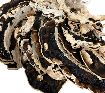 Turkey Tail Mycelium Liquid Culture