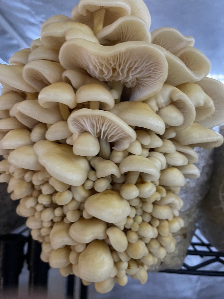 Golden Enoki Mycelium Grain Spawn