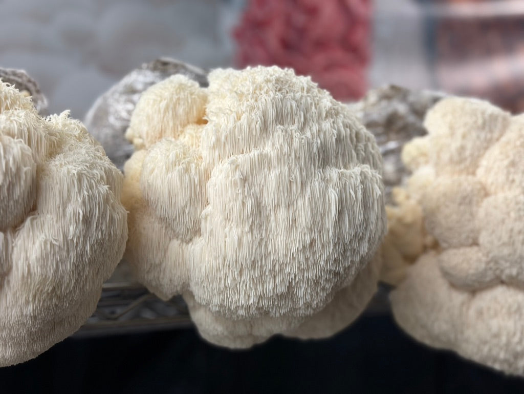 Bear's Head (Hericium americanum) — Mycelium Liquid Culture (10 mL)