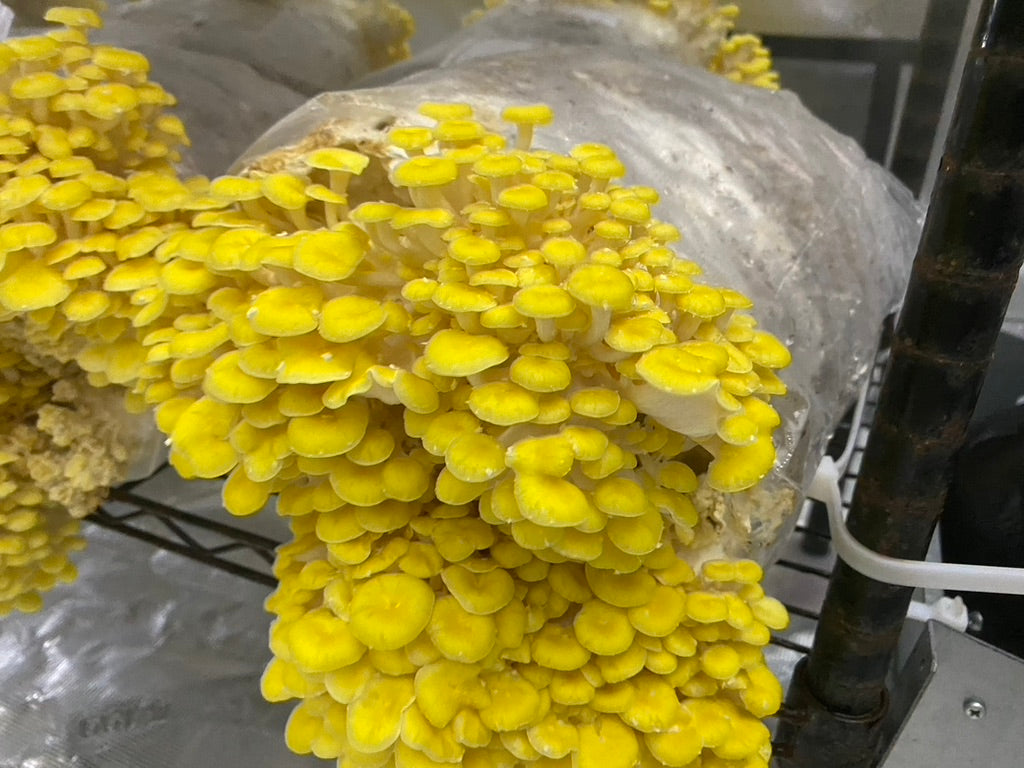 Golden Oyster (Japan) Mycelium Liquid Culture