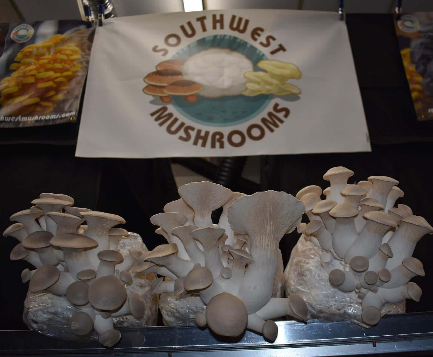 Shitake Mushroom – EDEN'S HK