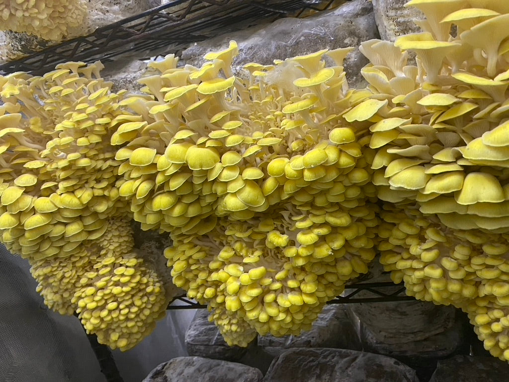 Golden Oyster (Japan) Mycelium Liquid Culture