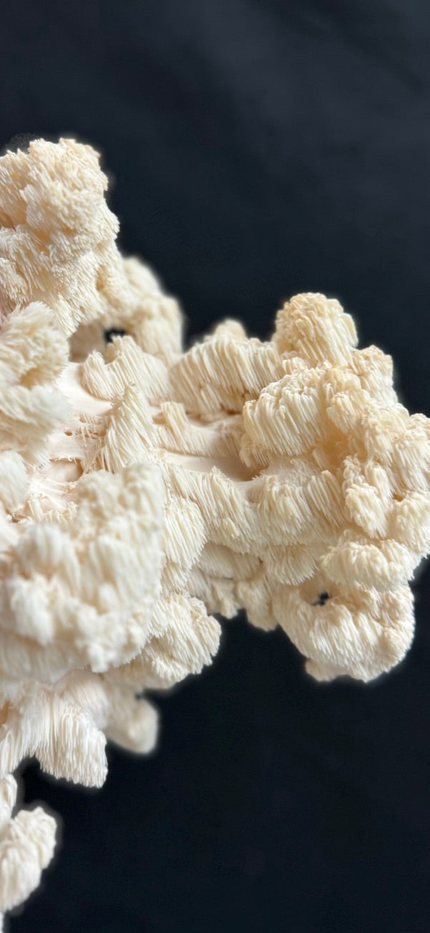 Hericium Trio — Lion’s Mane, Bear’s Head, Comb Tooth (3 × 10 mL)