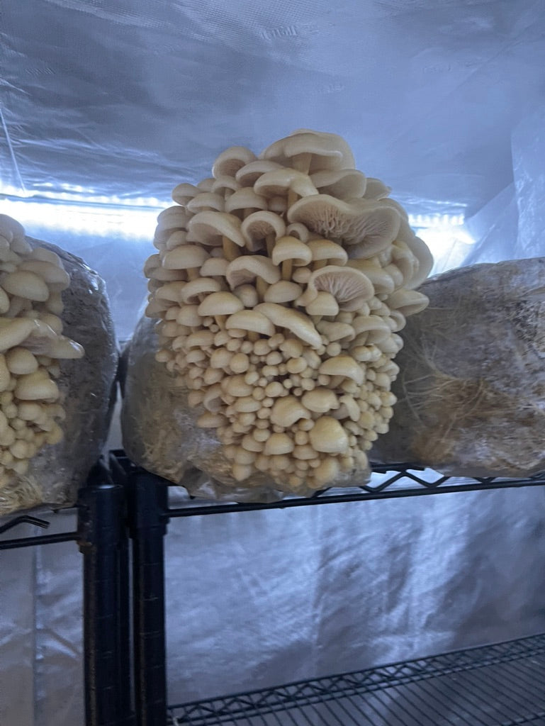 Golden Enoki Mycelium Grain Spawn