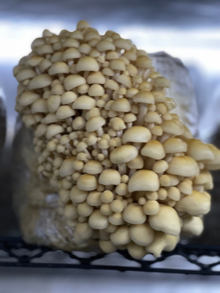 Golden Enoki Mycelium Grain Spawn