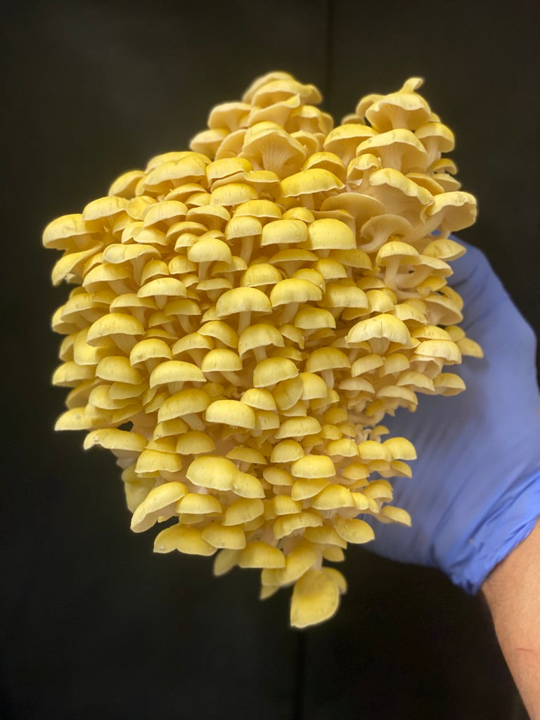 Golden Oyster (Japan) Mycelium Liquid Culture