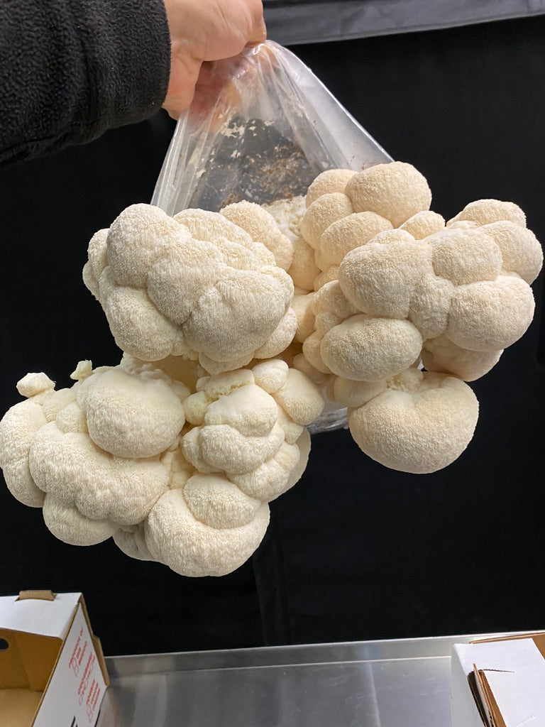 Lion’s Mane 3 (Master Culture Slant) – Mycology Research Grade