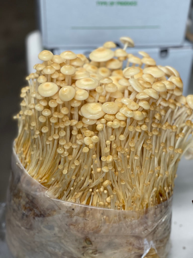 Golden Enoki Mycelium Grain Spawn