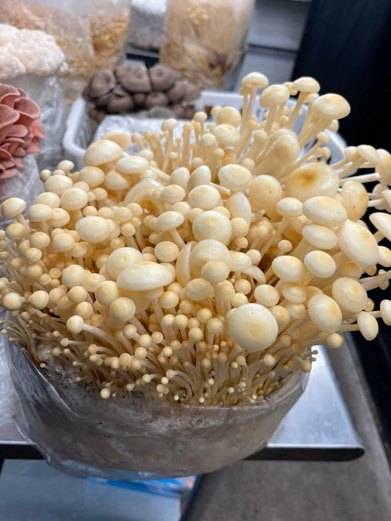 Golden Enoki Mycelium Grain Spawn