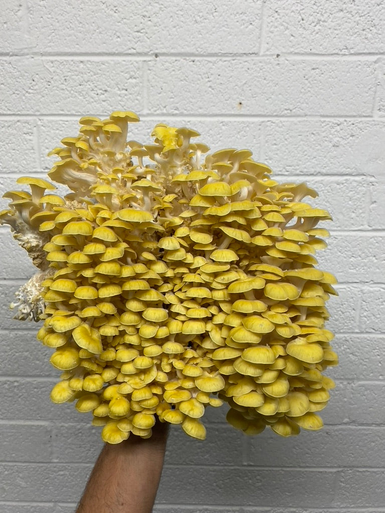 Golden Oyster (Japan) — Mycelium Liquid Culture (10 mL)