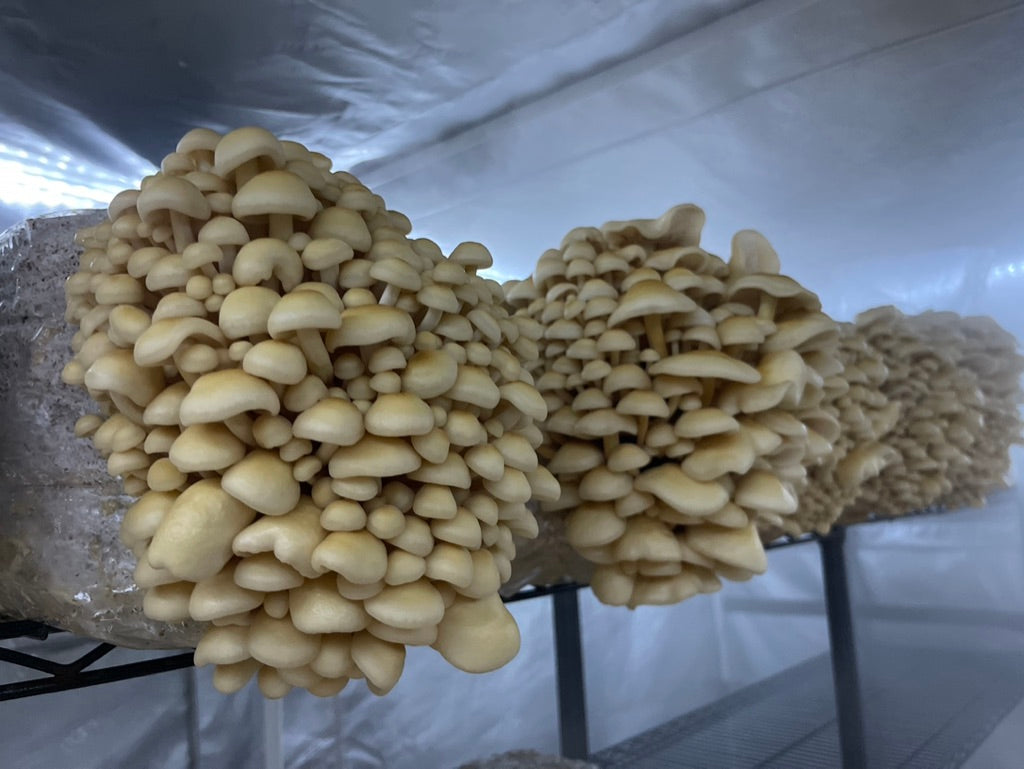 Golden Enoki Mycelium Grain Spawn