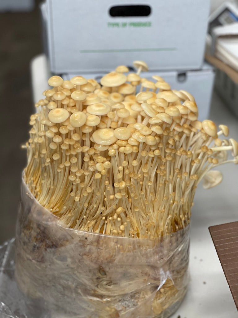 Golden Enoki Mycelium Grain Spawn