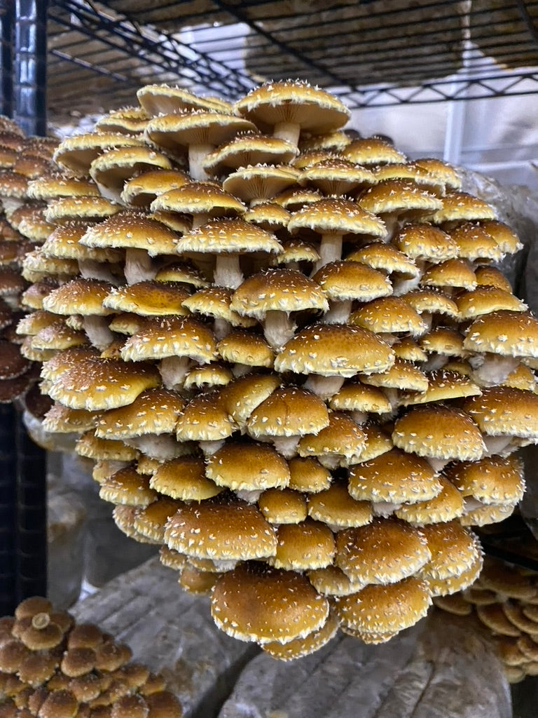 Chestnut (Pholiota adiposa) — Mycelium Liquid Culture (10 mL)