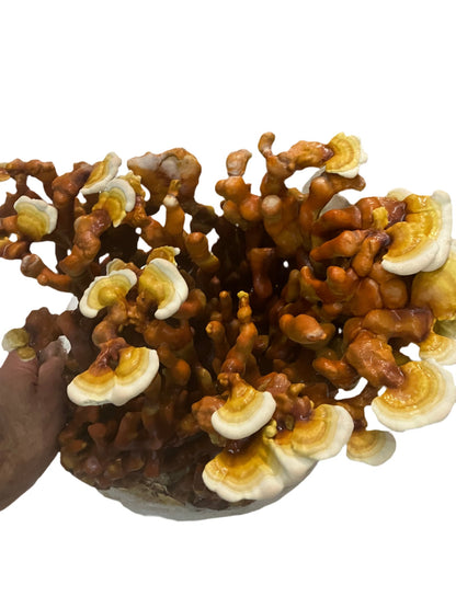 Reishi (Ganoderma Multipileum) Mycelium Liquid Culture