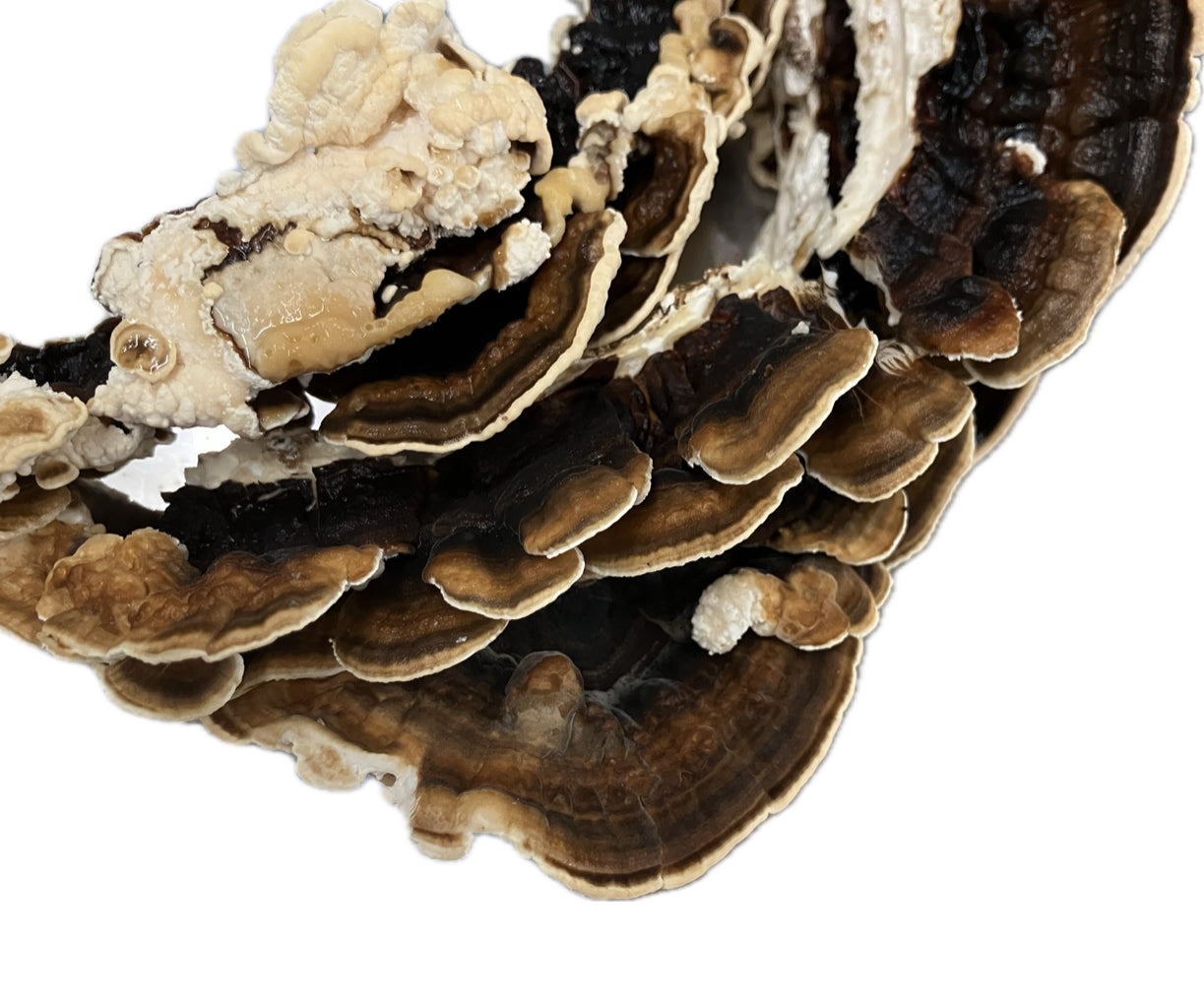 Turkey Tail (Trametes versicolor) Tea Slices — 2 oz